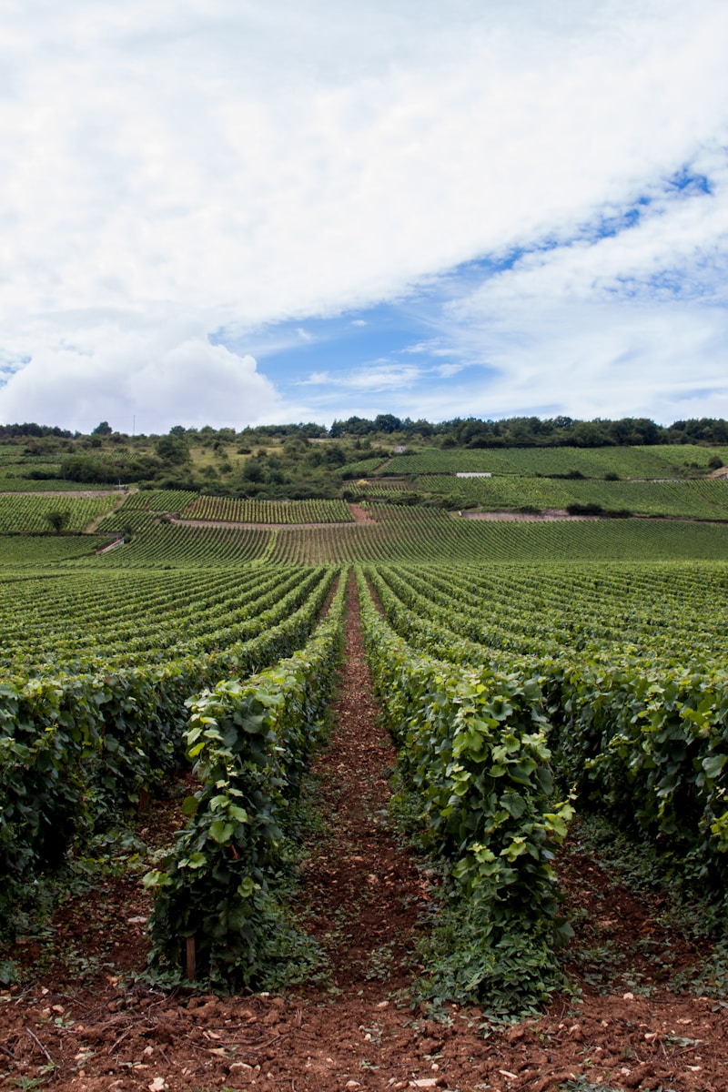 les meilleurs vignobles d'Ardèche à découvrir