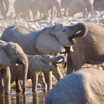 Safari au Botswana : les meilleures réserves pour observer les Big Five