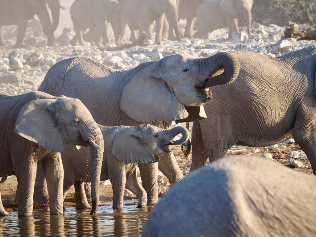 Safari au Botswana : les meilleures réserves pour observer les Big Five
