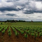 Le mont olivet vin : un voyage au cœur des cotes du rhone